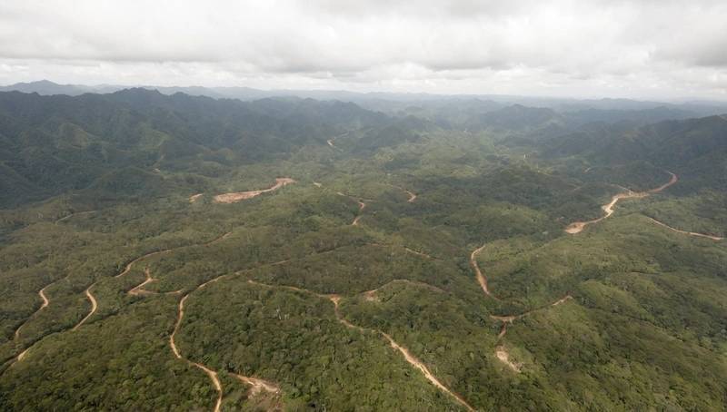 Colombia deforestation rose 35% in 2024, minister says