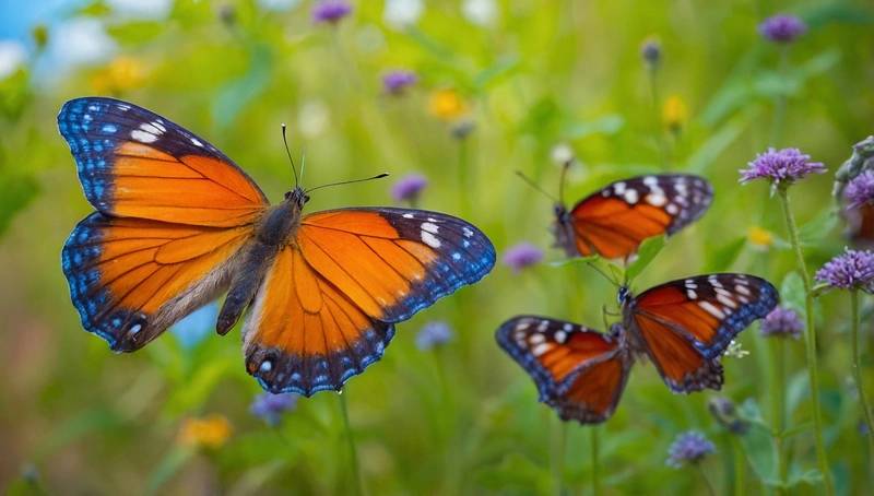 Since the turn of the century, butterfly populations have plummeted by 22%.