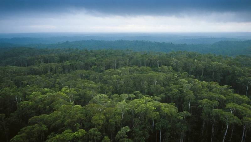 EU labels only four countries as "high-risk" under deforestation laws
