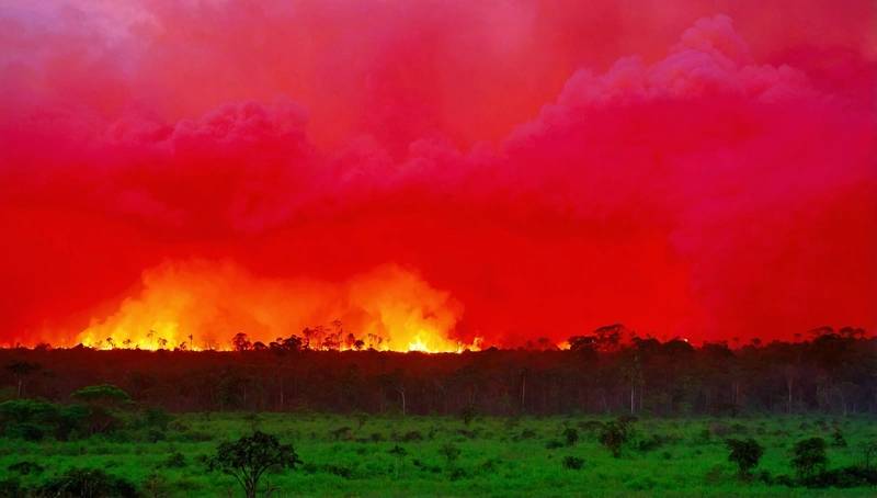 Amazon fires drive unprecedented global forest loss in 2024, report says