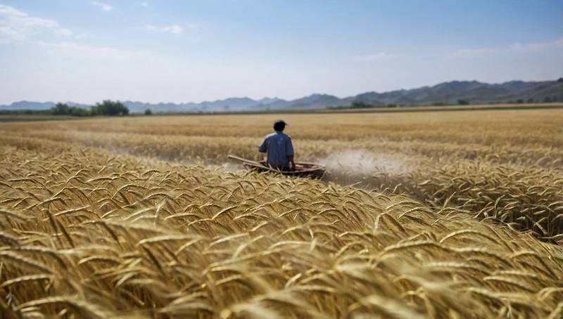 China issues a weather alert after high temperatures threaten wheat quality