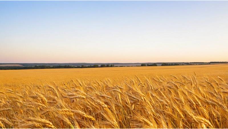 FranceAgriMer increases its 2024/25 Wheat export forecast on the back of late-season demand