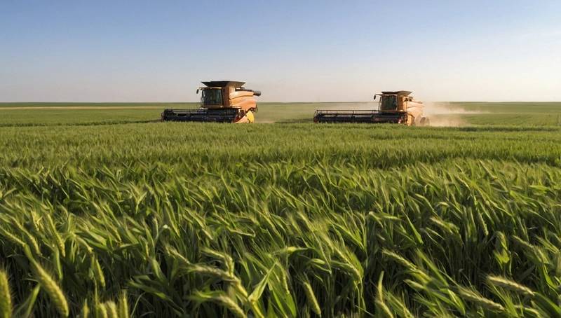 Southwest Kansas wheat yield is estimated to be above average. Crop tour shows