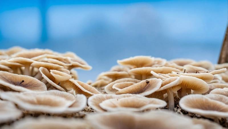 Texas startup sells fungi that eat plastic to reduce landfill waste