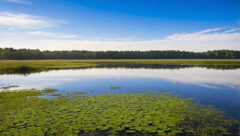Report: World faces up to $39 trillion of economic losses due to disappearing wetlands