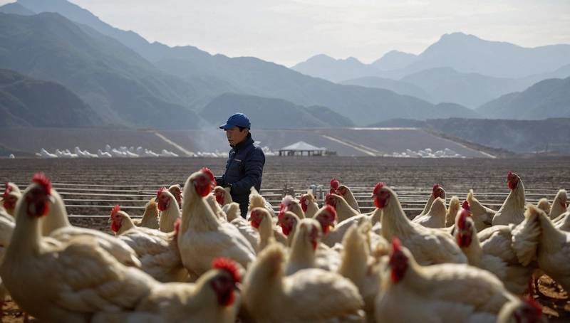 China suspends Argentine chicken imports five months following lifting of ban