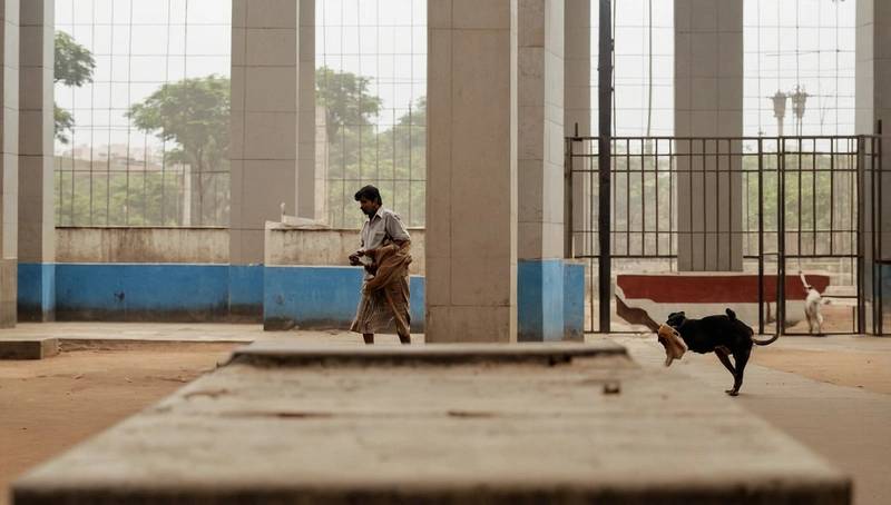 India's top Court revises its stray dog policies after public outcry