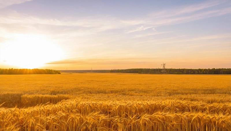 Sovecon increases its 2025 Russian wheat production forecast on the basis of improved prospects in Siberia, Urals and Ural