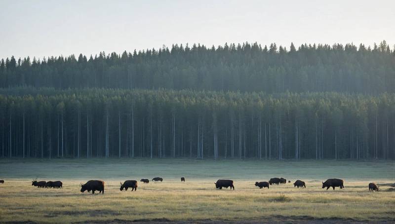 Sweden and Finland call for revision of EU's forest climate targets