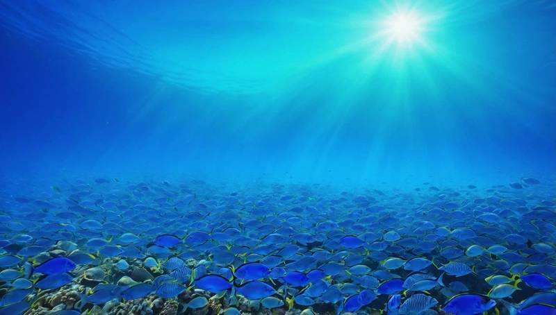 WTO ratifies agreement to reduce billions of dollars in overfishing subsidy