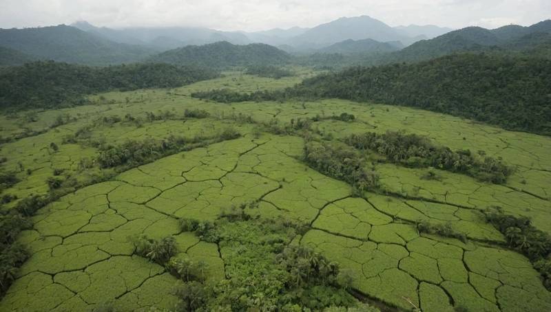 Investors with $3 trillion of assets call on countries to end deforestation