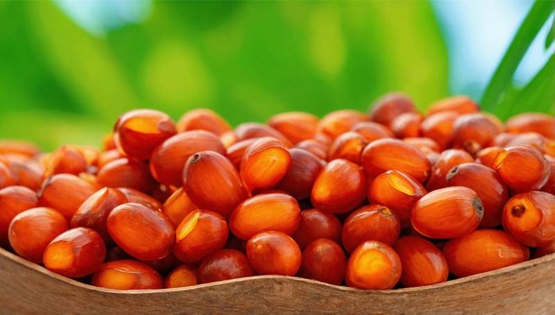 MPOC: Crude palm oil price to remain above $1 042 per tonne in 2026