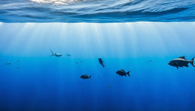 UN: Mediterranean and Black Sea fish stocks are recovering, but threats still persist