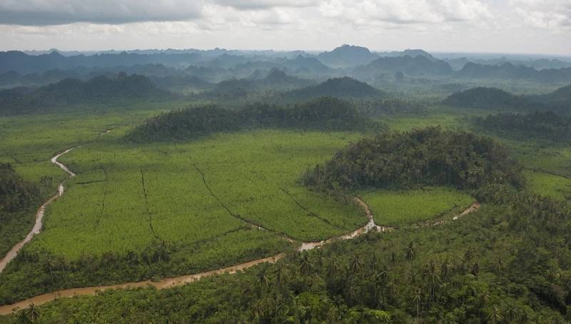 Indonesia will fine palm oil producers and miners $8.4 billion for forest encroachment