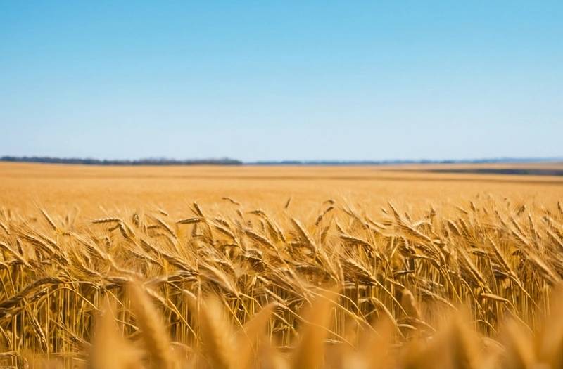 EU wheat gains for the third consecutive month